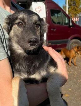 ELLA - Wo ist meine Familie? - Schlitz