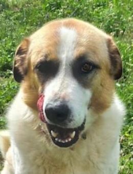 Rico wartet seit fast 5 Jahren - Mettmann