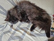 Maine coon Kater - Regensburg