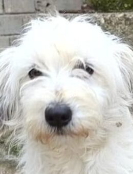 Mari 💗 kleine, süße Malteser-Mix-Dame - Hamburg