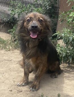 Jona - verschmust und freundlich - Westerholt