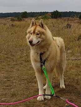 Deckrüde FCI - Siberian Husky - Agouti - Inkl. Untersuchung - Pritzier