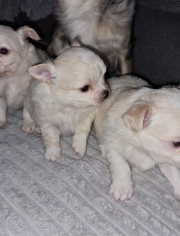 Reinrassige Langhaar-Chihuahua Welpen suchen ihr Fürimmer-Zuhause - Meinerzhagen