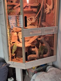 Terrarium groß Leopardgeckos - Westerstede