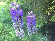Blaue Lupine Lupinensamen winterhart Hummeln insektenfreund Biene blau lila Saatgut Samen lockt Hummeln an Blütendolden Garten - Pfedelbach