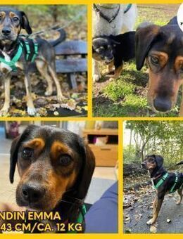 Sanfte Emma sucht ihr zuhause - Margetshöchheim