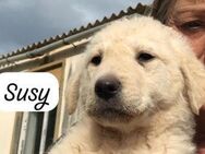 SUSY 💜💜💜 Möchte spielen und toben - Bad Karlshafen