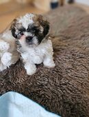 Shih-Tzu/Shih-Poo Welpe sucht liebevolles Zuhause 💛 in 39615