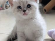 ❤️ Verspielte & verschmuste BKH Kitten abzugeben – in liebevolle Hände ❤️ - Ötzingen