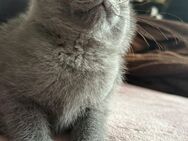 BKH, BLH Kitten, Kätzchen, Katzenbabys reinrassig - Wuppertal