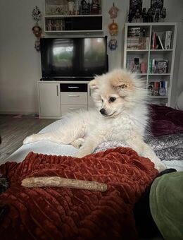 Spitz Rüde sucht neues Zuhause - Erfurt