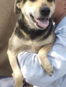 Trish 47 cm - Alpenrod