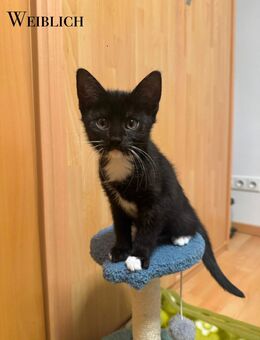 BKH-Mix Kitten - Blomberg Zentrum
