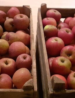 Äpfel: alte Sorten, ungespritzt - Burg (Spreewald)