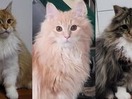 wunderschöne Maine Coon Kater 7 Monate - Bamberg