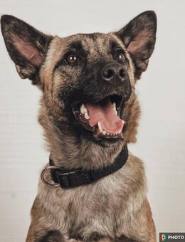 Jane, Kuschelqueen mit Köpfchen und Tatendrang - Freyung