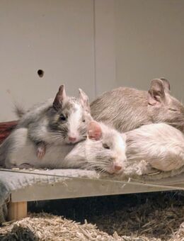 Zahme Degu Mädels Gruppe abzugeben, Schoko Schecke - Ebsdorfergrund