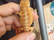 Bartagame Pogona Viticeps , orange/citrus - Niedere Börde