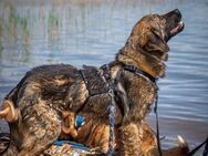 Hübscher Loki PS/ES gesucht - Berlin