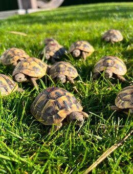 Schildkröte Landschildkröte Thb Thh Tgi - Mering