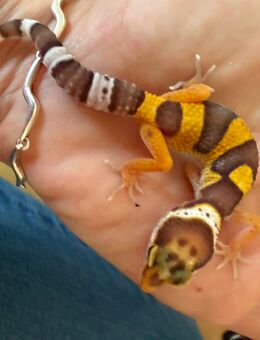 0.1 Red Dymont Leopardgecko Weibchen ENZ 25 Abzugeben - Emsdetten