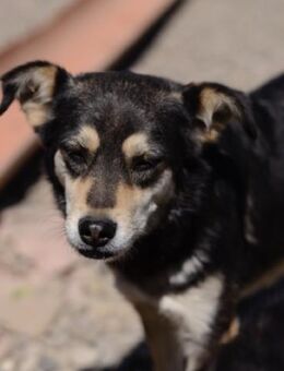 Vivien, eine Hundemama mit Herz - Celle