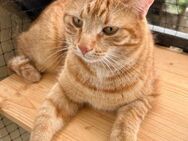 Findus Roter Traumkater & Hundefreund - Benediktbeuern