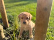 Wunderschöne Labrador Welpen - Vreden