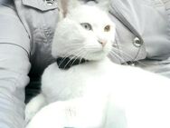 Babykatzen, Katzenbaby, Kitten. Abgabebereit. - Marsberg