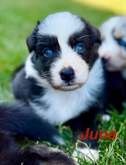 Australian Shepherd Welpen ASCA - Albisheim (Pfrimm)