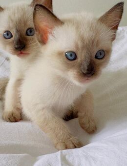 Süße Siam-Babykatzen nur an echte Katzenliebhaber - Stuttgart