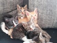 5 Kitten suchen ein neues Zuhause - Seeland