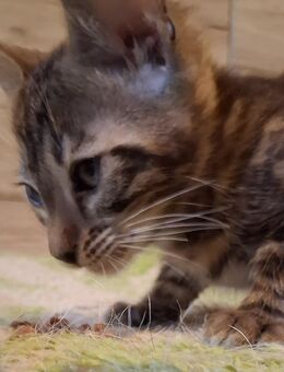 2 süße Bengal Mixis - Duisburg