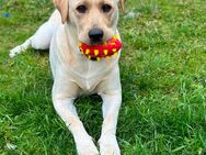 Labrador Kaya 1 Jahr alt - Rees