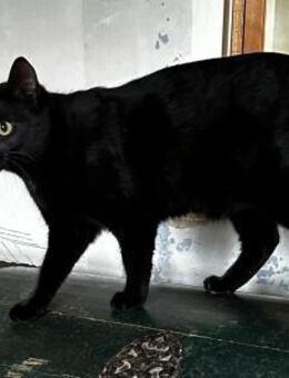 Mr. Jackson der Schmusekater! - Bergkirchen