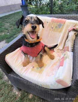 🐾 Mirza kleine Dackelmix-Dame - Kassel