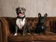 Tasha & Luna suchen ein zuhause (Amerikanische Bulldogge & Französische Bulldogge) - Tostedt