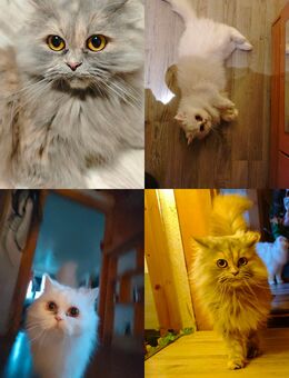 4 Mainecoon mix BLH Mix Mäuse suchen ein neues Zuhause - Mohlsdorf-Teichwolframsdorf