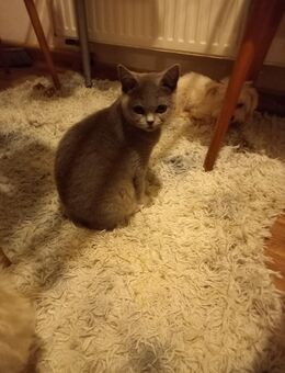 Bkh Katze in blau - Olbersdorf