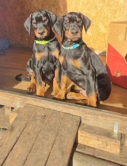 Dobermann Welpen - Breddin