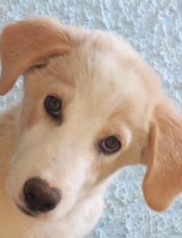 Chelsey, geb. ca. 04/2024, Griechenland - Euskirchen