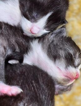 MAINE Coon mit Stammbaum - Telgte