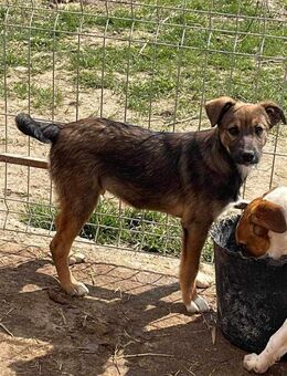 Junghund SAM sucht liebes Zuhause - Neuberg