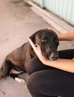 Junghund Angelina - Ellerbek