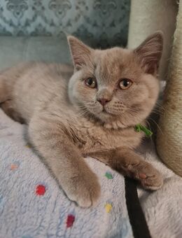 BKH Kitten - Lingenfeld