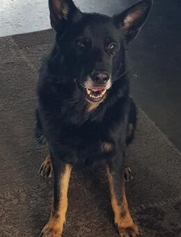 Kylo dringender Notfall - Haiterbach