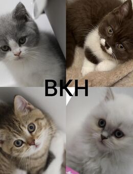 Bkh Kitten mit Stammbaum, Britisch Kurzhaar Babys reinrassig - Rüthen