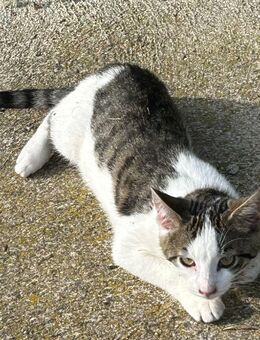 Junge Katzen suchen neues Zuhause - Unterthingau