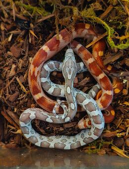 Kornnatternachwuchs - Harzgerode