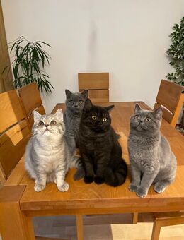 BKH- Kitten abzugeben - München Pasing-Obermenzing